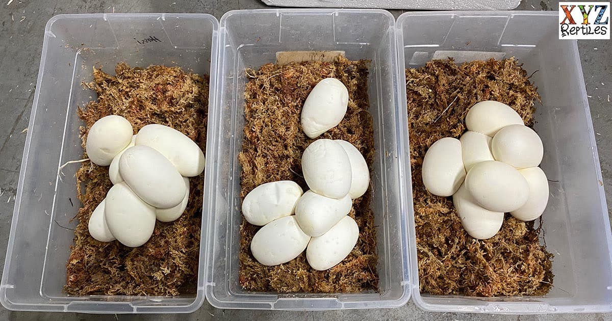 When will 2026 baby ball pythons arrive?