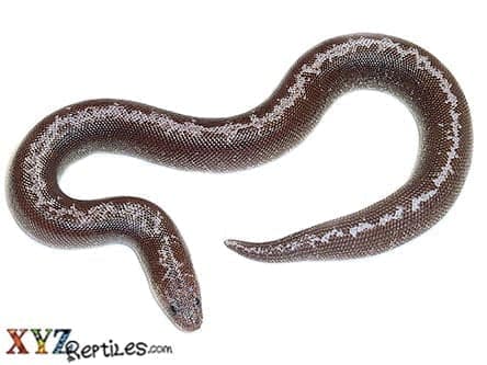 Baby Anery Stripe Kenyan Sand Boa