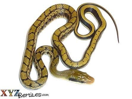 Baby Asian Beauty Rat Snake