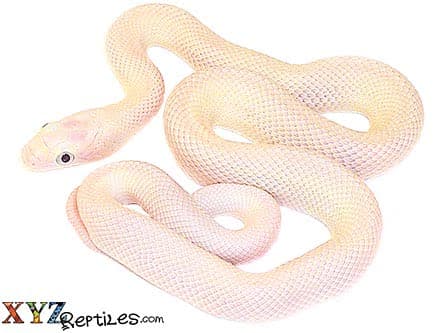 Baby Black Eyed Leucistic Texas Rat Snake