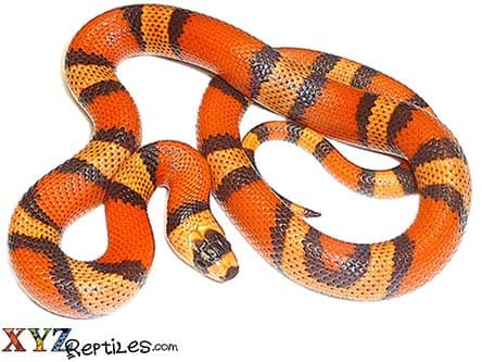 Hypo Honduran Milk Snake For Sale