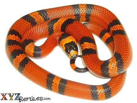 Tangerine Honduran Milk Snake For Sale
