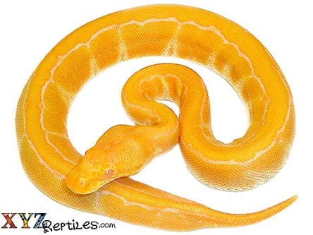 Baby Albino Pinstripe Ball Python