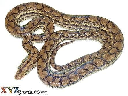 Baby Colombian Rainbow Boa