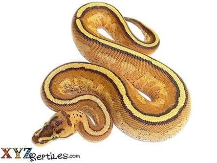 Baby Super Stripe Ball Python