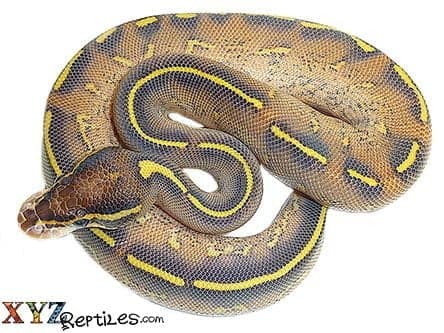 Baby Highway Ball Python