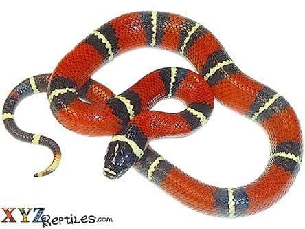 Nelson's Milk Snake For Sale