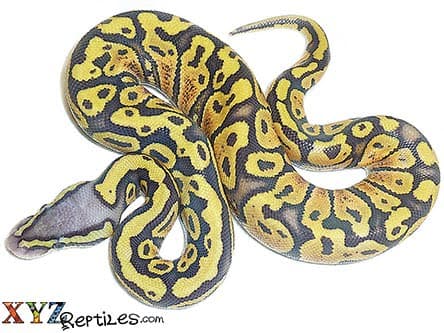 Baby Pastel Ghost Ball Python