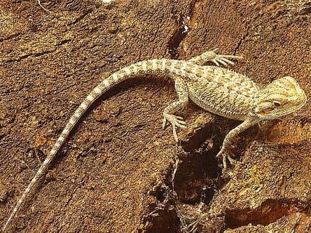 Baby Orange Bearded Dragon