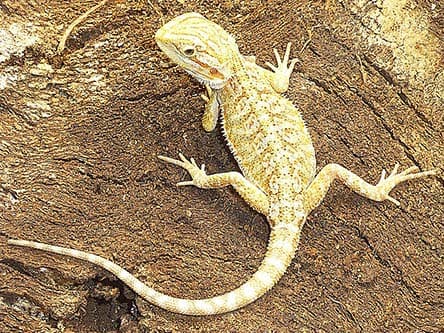 Baby Citrus Bearded Dragon