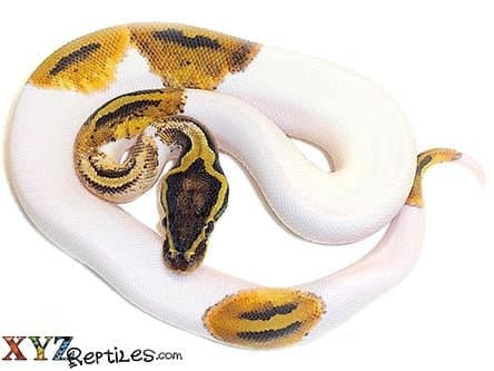 Baby Pastel Pied Ball Python