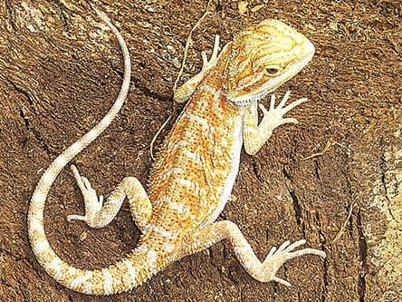 Baby Red Bearded Dragon