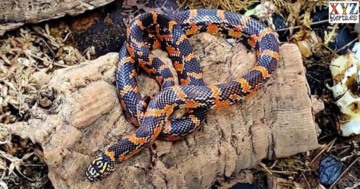 What are some types of Colubrid snakes?