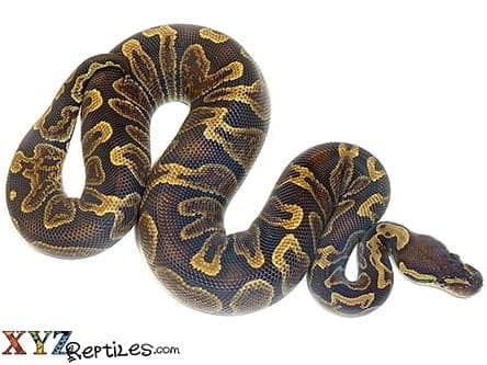 Baby GHI Ball Python
