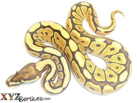 Baby Mojave Spider Ball Python