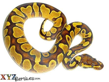 Baby Enchi Fire Ball Python
