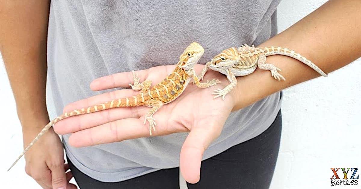 Keeping Bearded Dragons As Pets