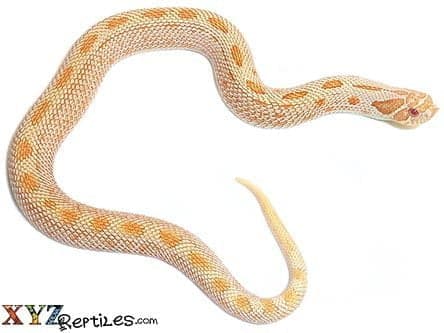 Albino Anaconda Hognose Snake