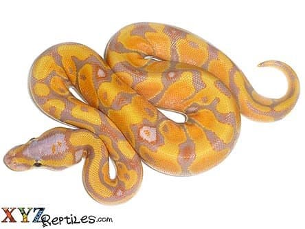 Baby Banana Enchi Ball Python
