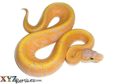 Baby Banana Pinstripe Ball Python