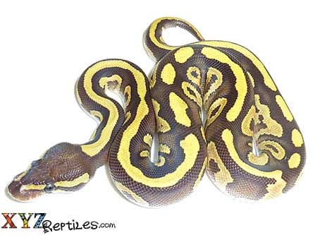 Baby Fire Mojave Ball Python
