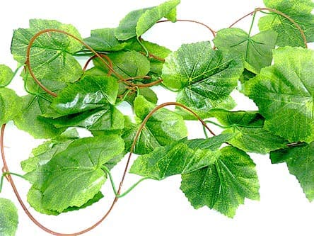 Grape Leaf Reptile Vine