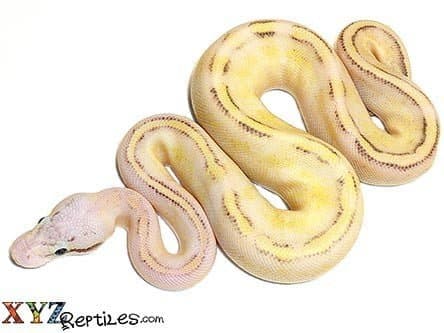 Baby Pastel Puma Ball Python