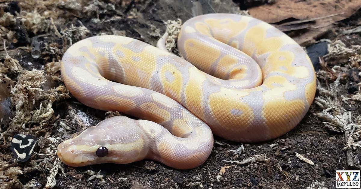 What are the best beginner snakes?