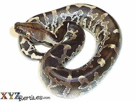 Baby Black Blood Python
