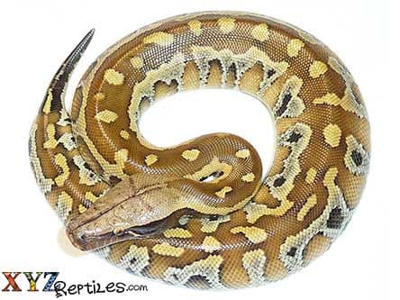 Baby Het T Positive Albino Blood Python