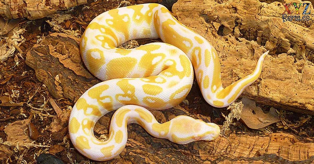 Is a Ball Python a Good Pet? Why or Why Not?