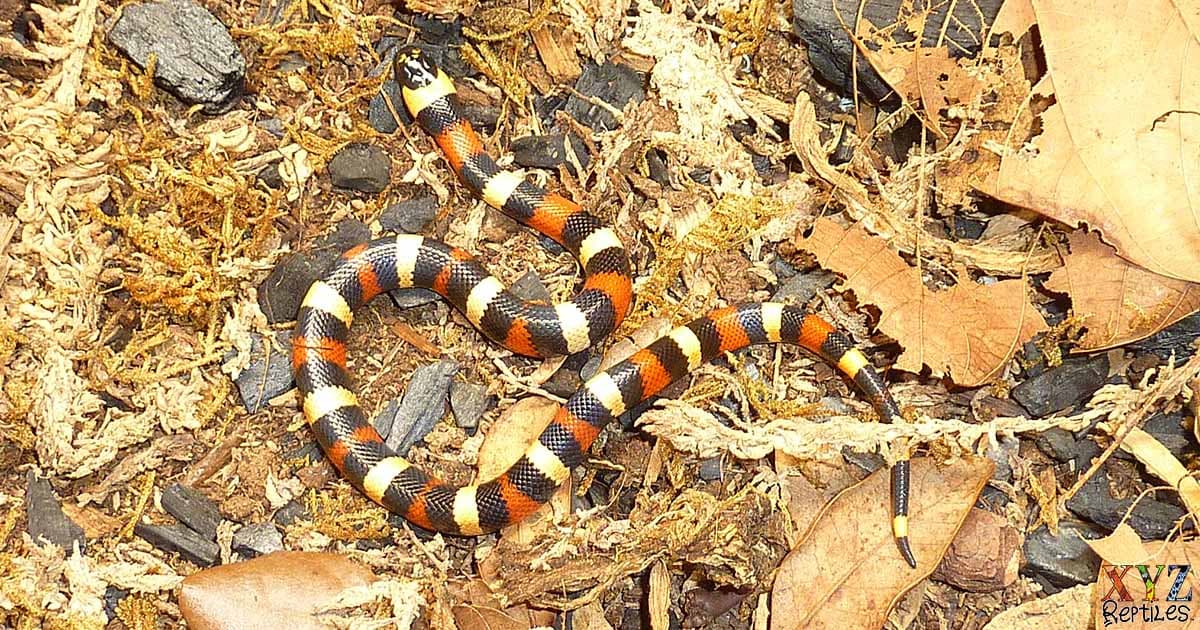 What types of milk snakes make good pets?