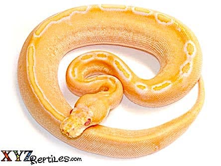 Baby Albino Champagne Ball Python