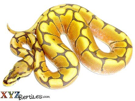 Baby Honey Bee Ball Python
