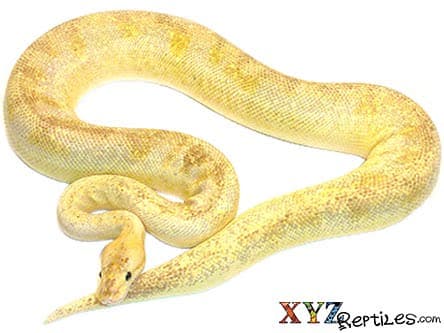 Baby Pastel Champagne Ball Python