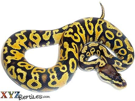 Baby Pastel Yellow Belly Ball Python