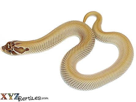 Superconda Hognose Snake For Sale