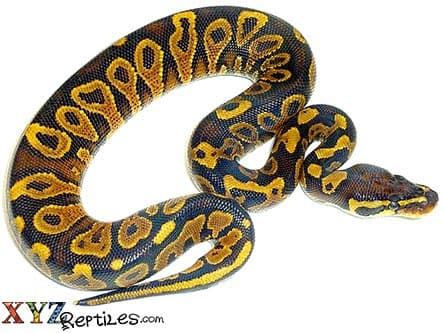 Baby Yellow Belly Ball Python