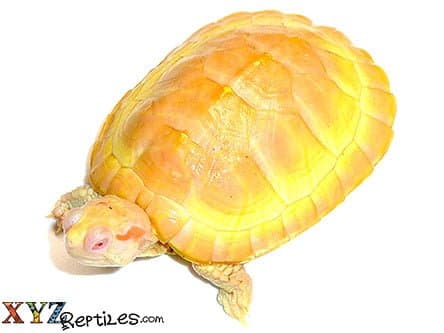 Albino Red Eared Slider Turtle