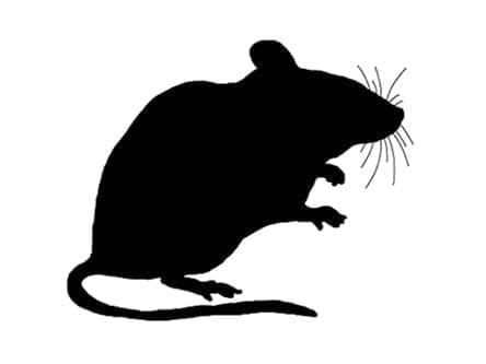 Frozen Mice