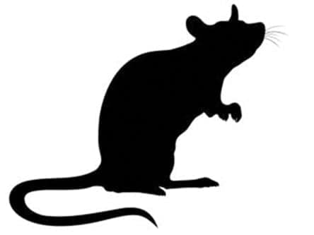 Frozen Rats
