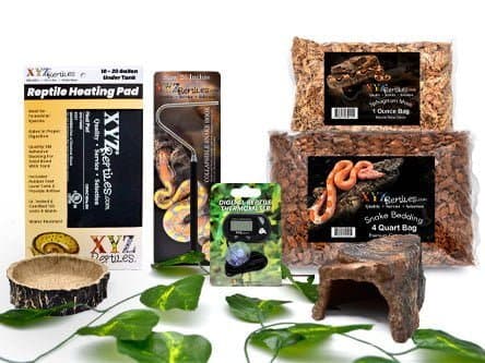 Boa Constrictor Cage Setup