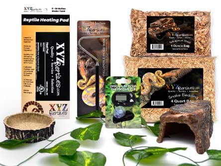 Corn Snake Starter Kit