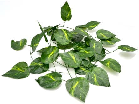Jungle Reptile Vine