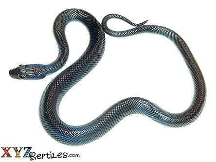 Adult Black African House Snake