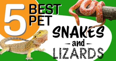 Exotic Reptiles: 5 Best Pet Lizards   Snakes of 2024