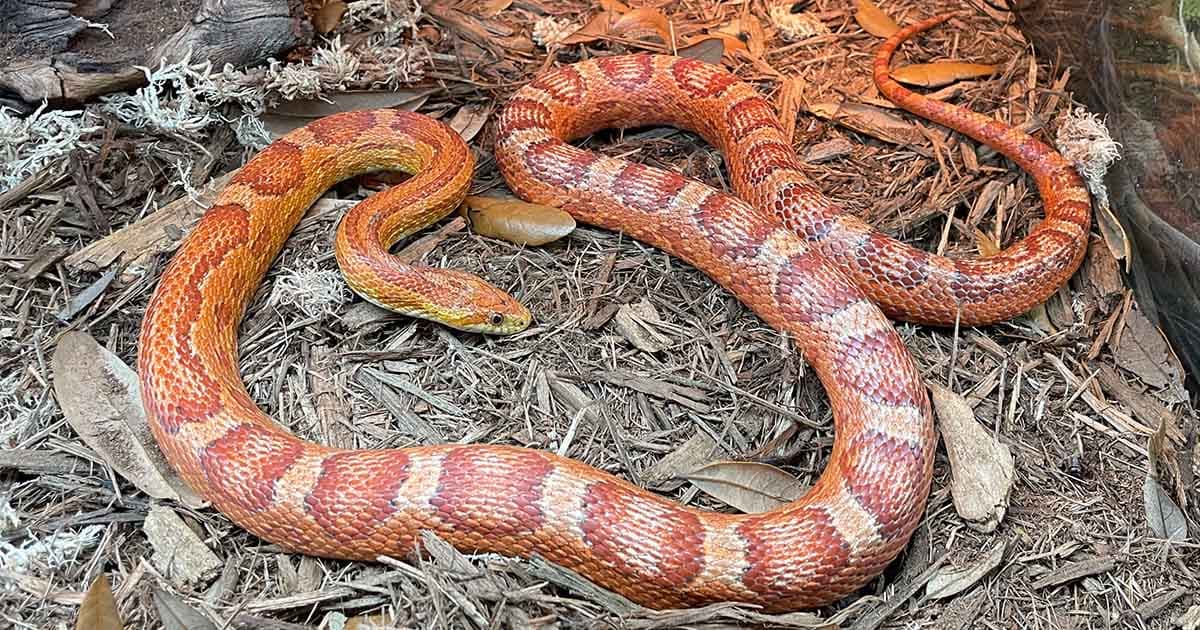 How much is a corn snake?