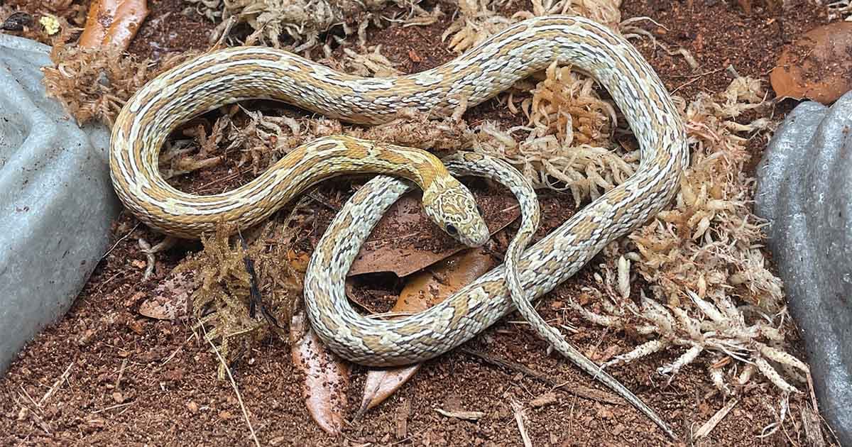 What does a corn snake look like?