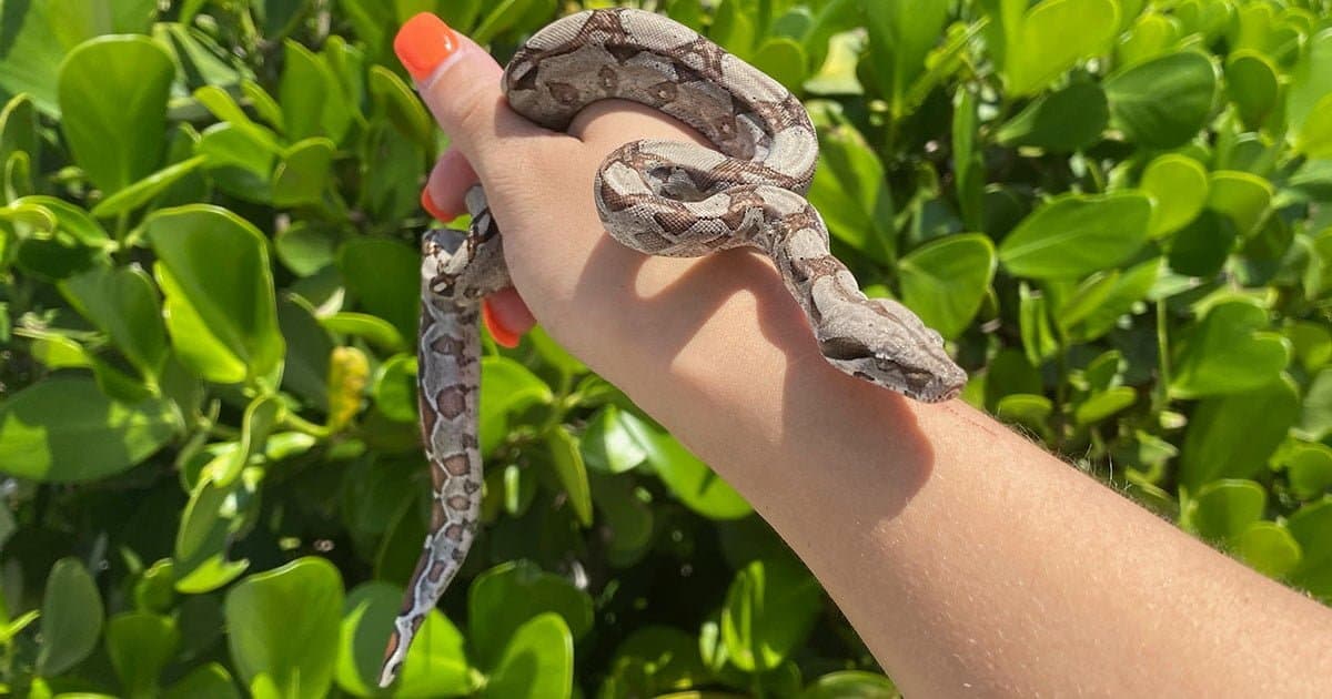 How big do red tail boas get?