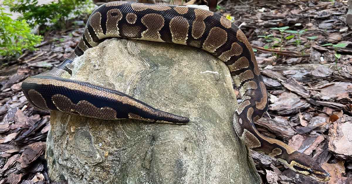 How long do ball pythons live?